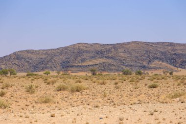 Çakıl yolu boyunca Namibya manzarası. Sarı bölge ve Afrika bitkileri. Sossusvlei, Namibya.