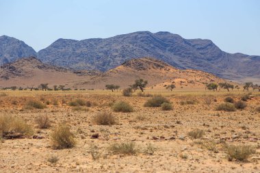 Çakıl yolu boyunca Namibya manzarası. Sarı bölge ve Afrika bitkileri. Sossusvlei, Namibya.