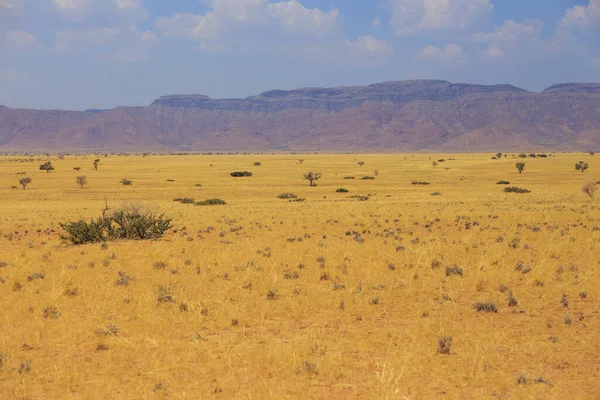 Paysage Namibien Long Route Gravier Sol Jaune Végétation Africaine Autour — Photo