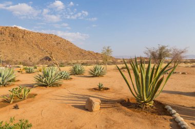 Güzel Afrika bitkileri. Solitaire Çöl Çiftliği 'nde lezzetliler. Namibya.