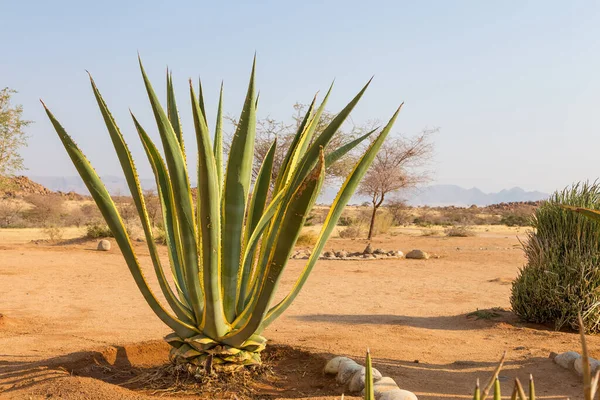 美しいアフリカの植生 Solitier Desert Farmの後継者 ナミビア — ストック写真