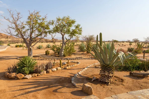 Linda Vegetação Africana Suculentas Solitaire Desert Farm Namíbia — Fotografia de Stock