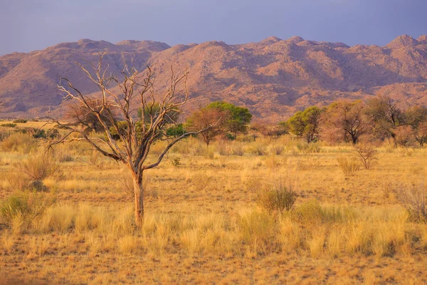 Namibian Landscape African Savannah Hot Day Red Ground Solitaire Namibia — Stock Photo, Image