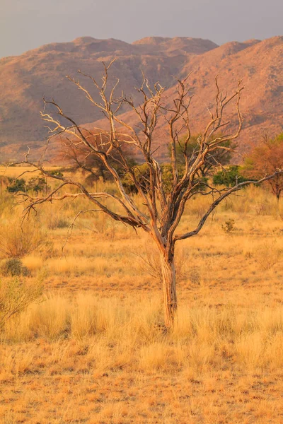 Paysage Namibien Savane Africaine Pendant Une Journée Chaude Terre Rouge — Photo