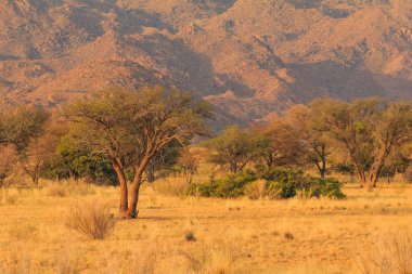 Namibya manzarası. Sıcak bir günde Afrika savanı. Kızıl zemin. Solitaire, Namibya.