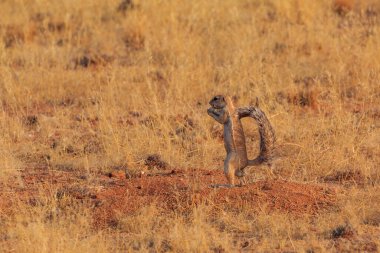 Burun sincabı ya da namibya savanasındaki Güney Afrika yer sincabı. Solitaire, Namibya, Güney Afrika.