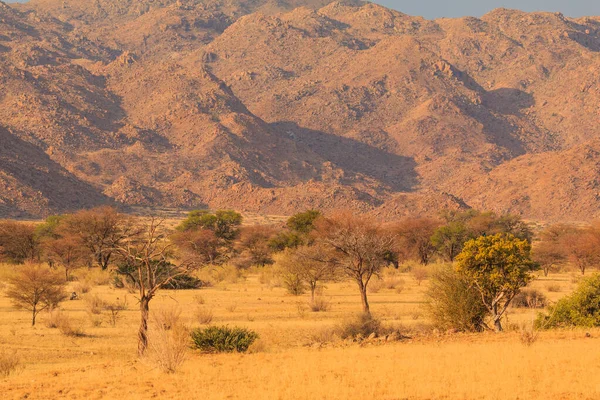 Namibya manzarası. Sıcak bir günde Afrika savanı. Kızıl zemin. Solitaire, Namibya.