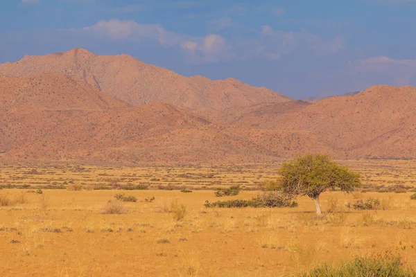 Namibische Landschaft Afrikanische Savanne Einem Heißen Tag Roter Boden Solitaire — Stockfoto