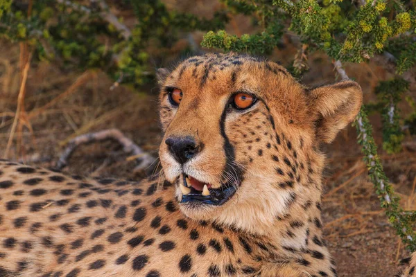 Гепарды Намибийской Саванне Самые Быстрые Кошки Мире Крупный План Фалтайр — стоковое фото