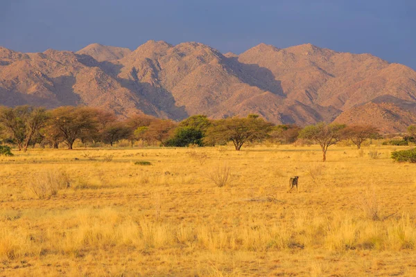 Guépards Dans Savane Namibienne Les Chats Les Rapides Monde Paysages — Photo