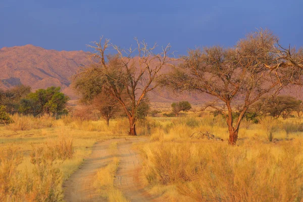 Paisaje Namibio Sabana Africana Durante Hermoso Atardecer Tierra Roja Solitario — Foto de Stock