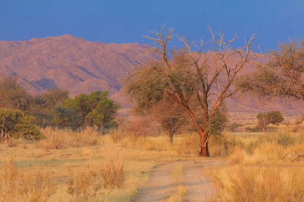Paisagem Namibiana Savana Africana Durante Belo Pôr Sol Red Chão — Fotografia de Stock
