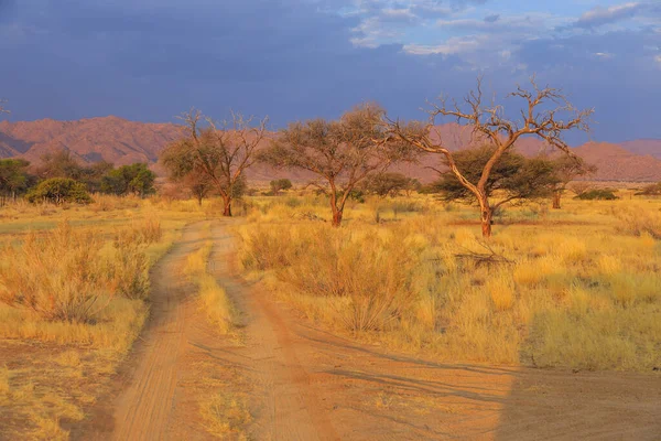 Paesaggio Namibiano Savana Africana Durante Bellissimo Tramonto Terreno Rosso Solitario — Foto Stock