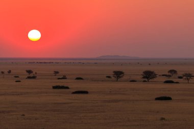 Savananın üzerinde gün batımı. Afrika bitkileri. Güzel manzara. Solitaire, Namibya.