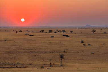 Savananın üzerinde gün batımı. Afrika bitkileri. Güzel manzara. Solitaire, Namibya.