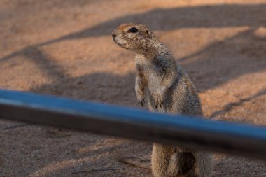 Burun sincabı ya da namibya savanasındaki Güney Afrika yer sincabı. Solitaire, Namibya, Güney Afrika.
