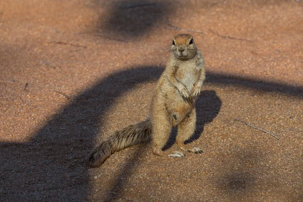 Cape Ground Squirrel South African Ground Squirrel Namibian Savannah Solitaire — Stock Photo, Image