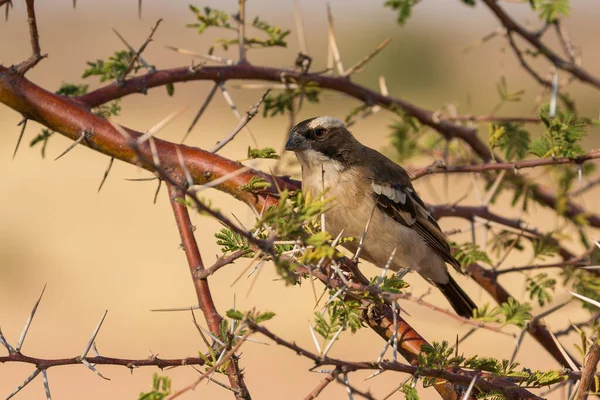 stock image The sparrow-weaver, birds in the family Ploceidae. Small african bird. Solitaire, Namibia, South Africa.