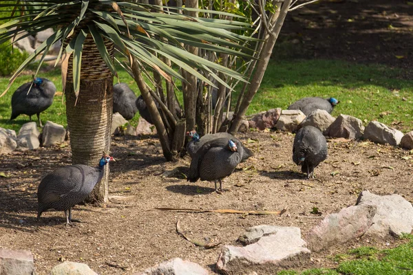Helmeted Guineafowl Endemic Africa Rank Oldest Gallinaceous Birds City Park — Stock Photo, Image