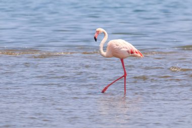 Atlantik 'in Afrika kıyıları. Pembe flamingo kolonisi. İlginç bir kuş gözlemi. Muhteşem Namibya 'nın Swakopmund tatil beldesi.