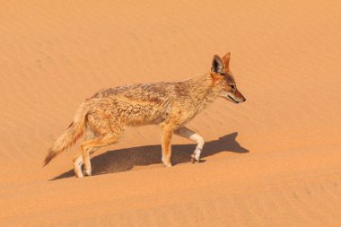 Namib Çölü 'nün kumullarındaki çakallar Namibya' nın Namib-Naukluft Ulusal Parkı. Sandviç Limanı, Swakopmund, Namibya.