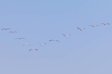 Vahşi ördekler uçuyor. Afrika kuşu. Swakopmund, Namibya, Güney Afrika.