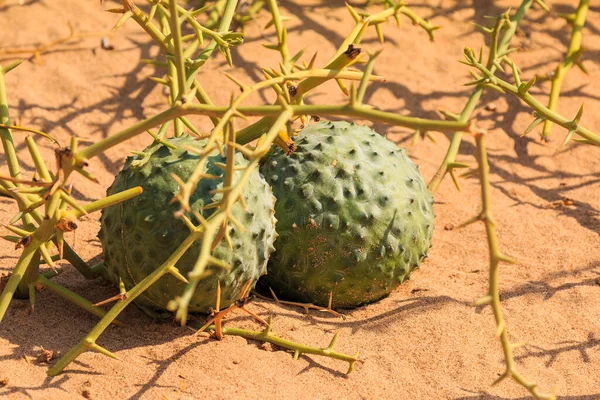 African horned cucumber, kiwano. an annual vine in the cucumber and melon family, traditional food plant in Africa. Sandwich Harbor, Namibia.