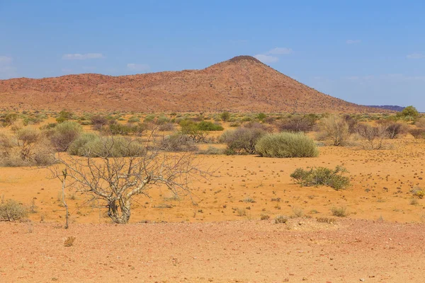 Namibya manzarası, kırmızı zemin ve Afrika bitkileri. Damaraland, Güney Batı Afrika, Namibya.
