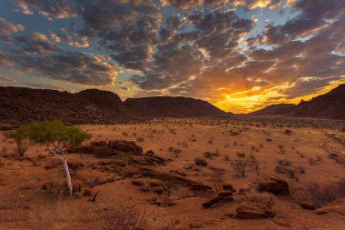 Namibya manzarası, kırmızı zemin ve Afrika bitkileri. Damaraland. Güzel gün doğumu. Namibya.