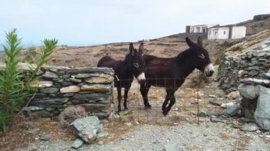 Şirin eşekler metal bir çitten, Folegandros Adası kırsalından, Kiklad Takımadaları, Yunanistan.