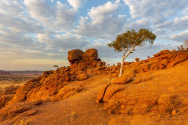 Namibya manzarası, kırmızı zemin ve Afrika bitkileri. Damaraland. Güzel gün doğumu. Namibya.