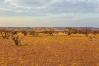 Namibya manzarası, kırmızı zemin ve Afrika bitkileri. Damaraland. Güzel gün doğumu. Namibya.
