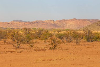 Namibya manzarası, kırmızı zemin ve Afrika bitkileri. Damaraland, Güney Batı Afrika, Namibya.