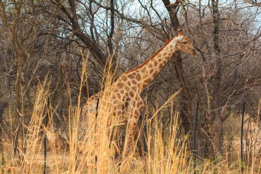 Giraffe stands by bushes, Etosha National Park in Namibia.