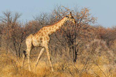 Giraffe stands by bushes, Etosha National Park in Namibia.
