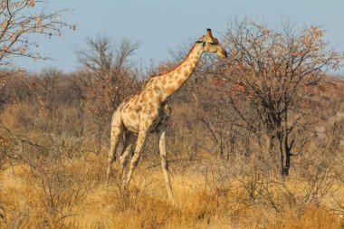Giraffe stands by bushes, Etosha National Park in Namibia.