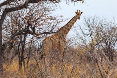 Giraffe stands by bushes, Etosha National Park in Namibia.