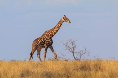 Giraffe stands by bushes, Etosha National Park in Namibia.