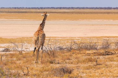 Giraffe stands by bushes, Etosha National Park in Namibia.