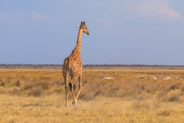 Giraffe stands by bushes, Etosha National Park in Namibia.