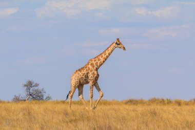 Giraffe stands by bushes, Etosha National Park in Namibia.