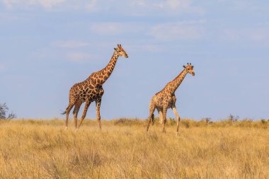 Giraffe stands by bushes, Etosha National Park in Namibia.