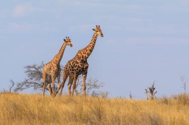 Giraffe stands by bushes, Etosha National Park in Namibia.