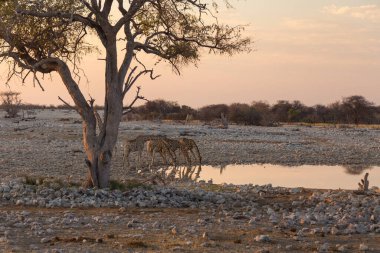 Giraffe stands by the pond. Beautiful evenings in Etosha National Park in Namibia.