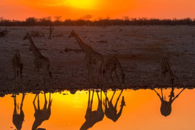Giraffe stands by the pond. Beautiful sunset in Etosha National Park in Namibia.