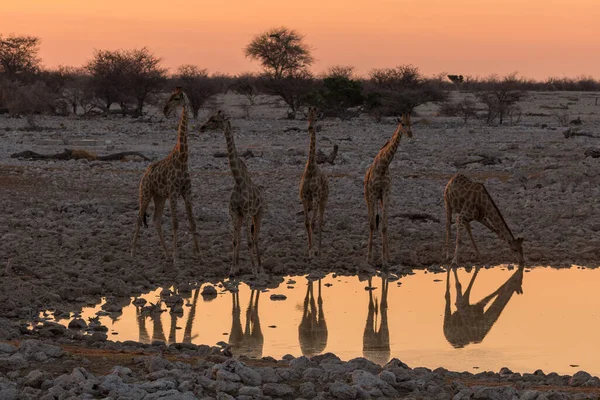 Giraffe Stands Pond Beautiful Evenings Etosha National Park Namibia — Stock Fotó