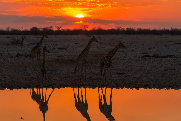 Giraffe stands by the pond. Beautiful sunset in Etosha National Park in Namibia.