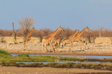 Giraffe stands by bushes, Etosha National Park in Namibia.