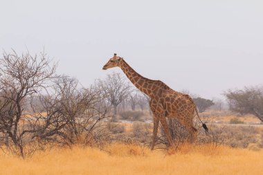Giraffe stands by bushes, Etosha National Park in Namibia.