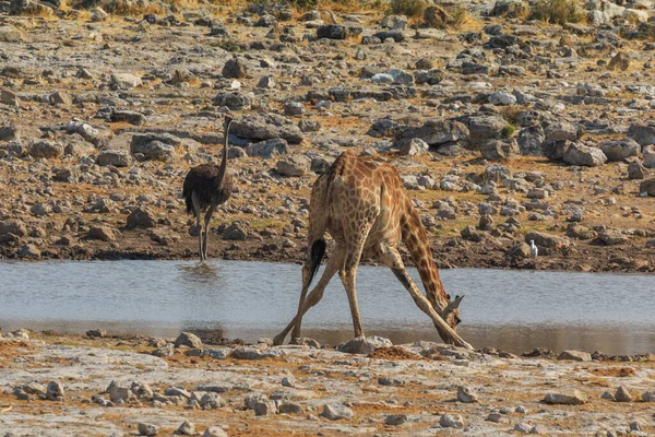 Giraffe Stands Bushes Etosha National Park Namibia — Stock Fotó